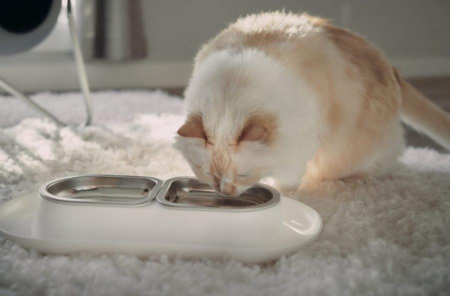 Στις γάτες αρέσει το κρύο ή το ζεστό νερό; Πληροφορίες που έχουν αξιολογηθεί από κτηνίατρο