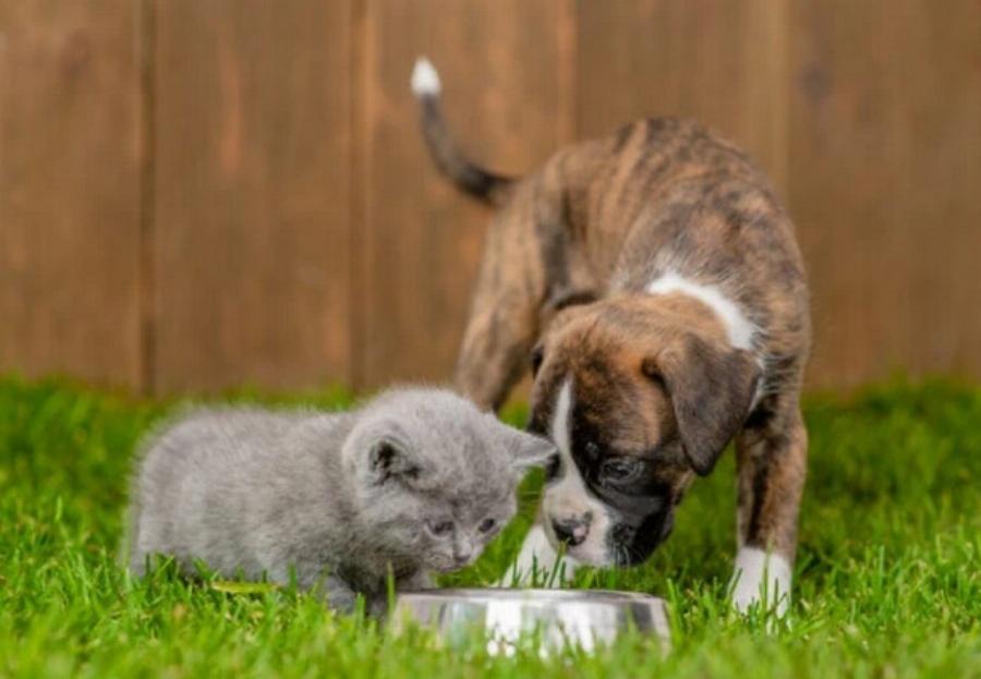 Μπορούν οι σκύλοι και οι γάτες να μοιράζονται μπολ με νερό; Συμβουλές εγκεκριμένες από κτηνίατρο