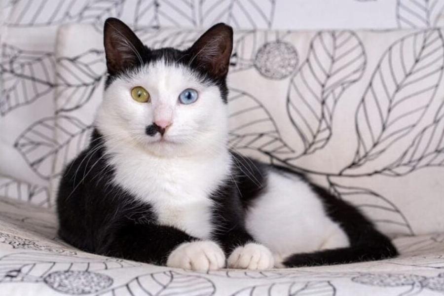 Τι ράτσα είναι η γάτα Tuxedo μου; 5 τρόποι για να το καταλάβετε