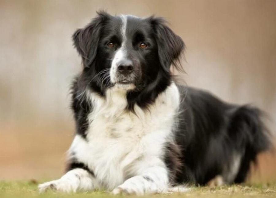 Τα πάνε καλά τα Border Collie με τις γάτες; Πληροφορίες για ένστικτα, ενέργεια και κοινωνικότητα