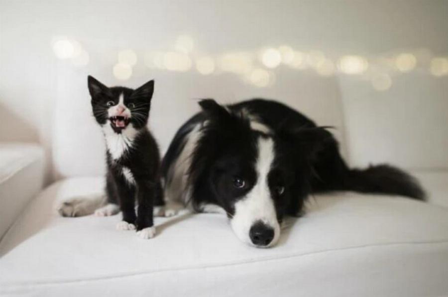 Τα πάνε καλά τα Border Collie με τις γάτες; Πληροφορίες για ένστικτα, ενέργεια και κοινωνικότητα