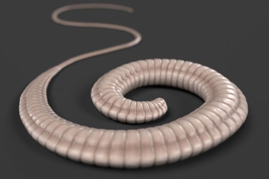 4 πιο συνηθισμένα παράσιτα & σκουλήκια στις γάτες (με εικόνες)