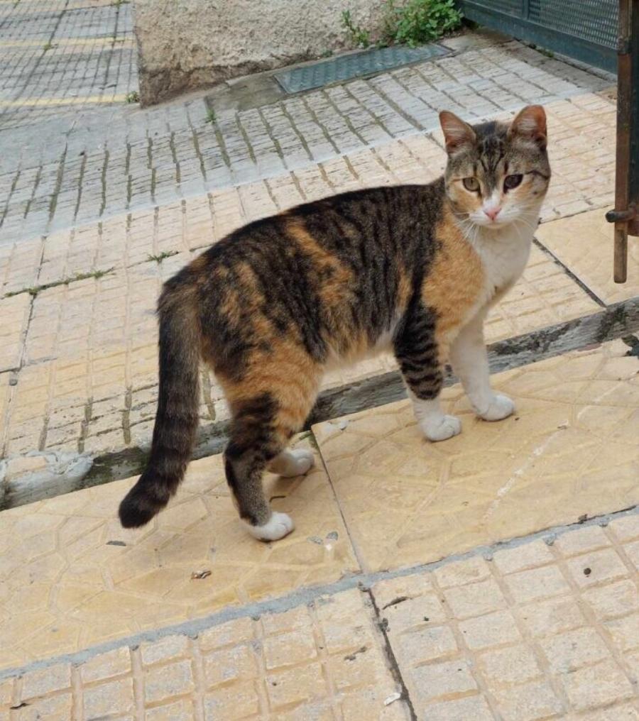 Εγκαταλελειμμένη γατούλα ψάχνει σπίτι: Ας βοηθήσουμε όλη για να την δοθεί μια δεύτερη ευκαιρία