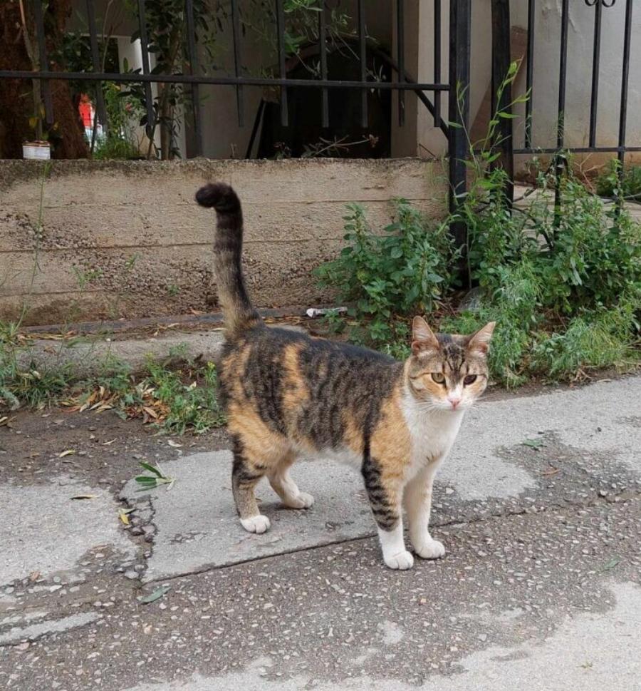 Εγκαταλελειμμένη γατούλα ψάχνει σπίτι: Ας βοηθήσουμε όλη για να την δοθεί μια δεύτερη ευκαιρία