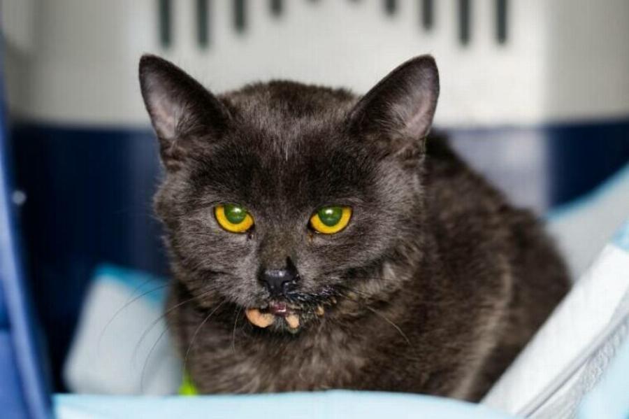 Μπορούν οι γάτες να κολλήσουν παρβοϊό; Εγκεκριμένες από κτηνίατρο πληροφορίες & Συχνές ερωτήσεις