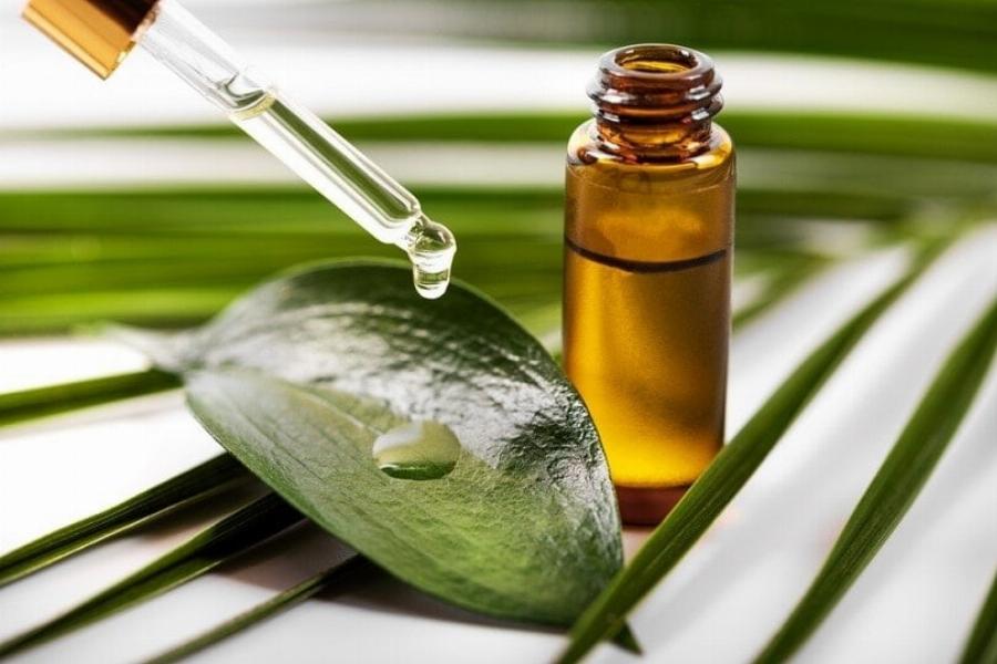 Είναι ο ευκάλυπτος δηλητηριώδης για τις γάτες; Πληροφορίες που έχουν αξιολογηθεί από κτηνίατρο για να κρατήσετε τις γάτες σας ασφαλείς