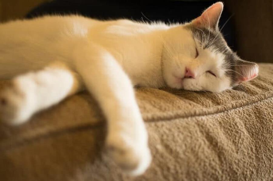 Γάτα του Αιγαίου (Aegean): Η ελληνική γάτα -Χαρακτηριστικά, προσωπικότητα και πληροφορίες φυλής