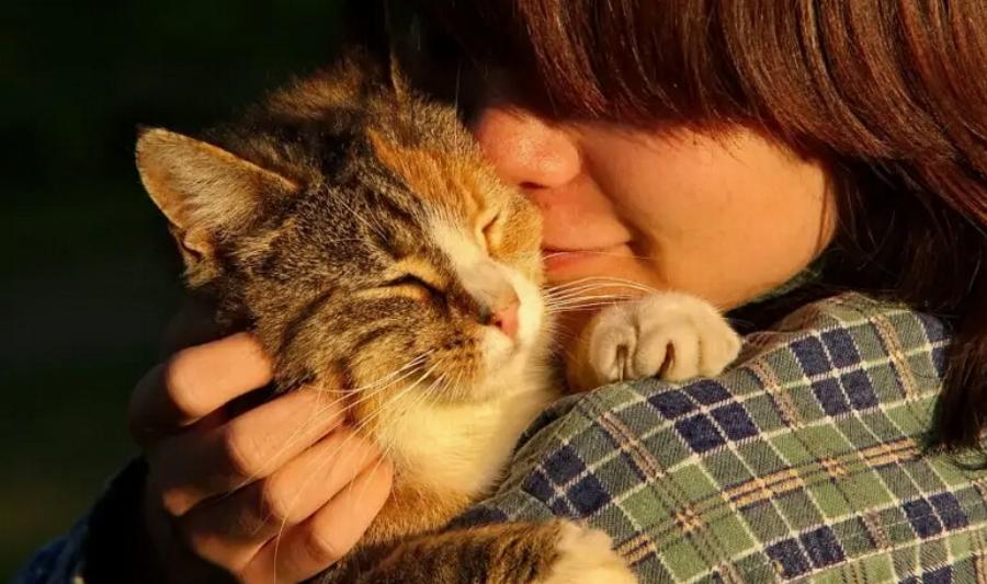 Καταλαβαίνουν οι γάτες τα φιλιά; Πληροφορίες & Σκέψεις