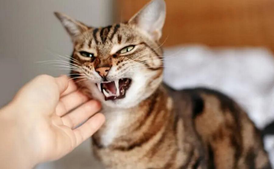 Καταλαβαίνουν οι γάτες τα φιλιά; Πληροφορίες & Σκέψεις