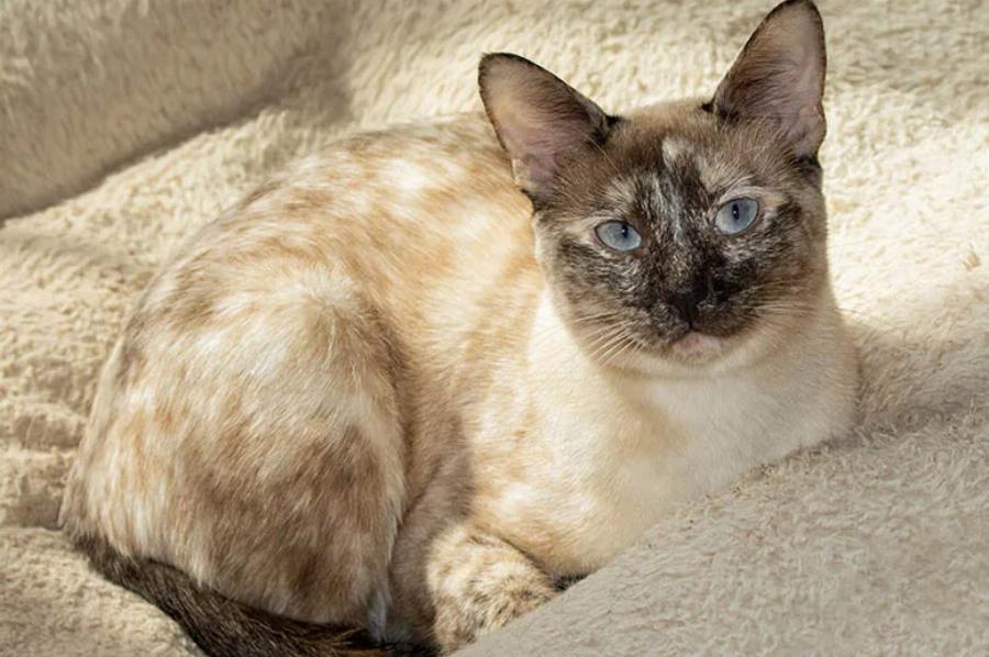 Χρειάζονται οι γάτες κρεβάτι; Αναγκαιότητες & γεγονότα για τις γάτες