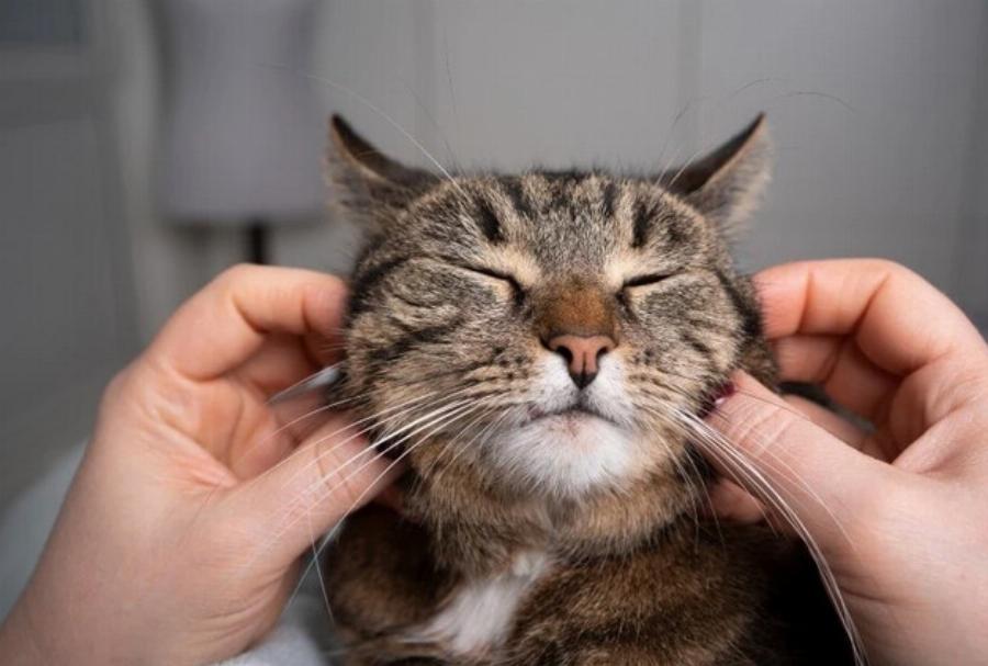 Γιατί στις γάτες αρέσει να χαϊδεύουμε τα μάγουλά τους; Αυτοί είναι οι 6 πιθανοί λόγοι