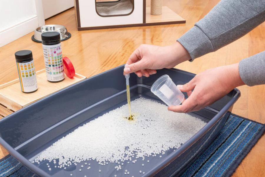 Προληπτική φροντίδα για γάτες: Ένας εγκεκριμένος από τον κτηνίατρο οδηγός περίθαλψης