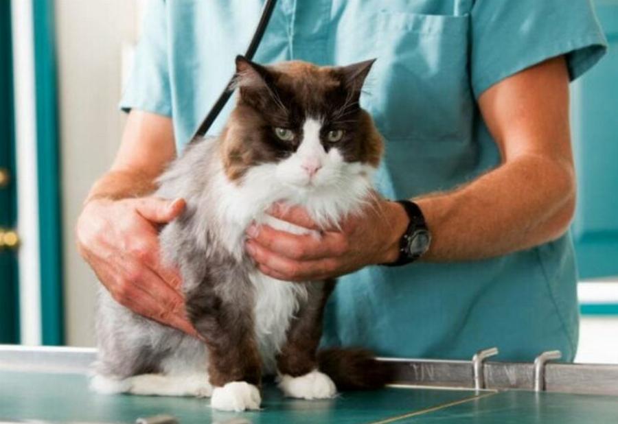 Προληπτική φροντίδα για γάτες: Ένας εγκεκριμένος από τον κτηνίατρο οδηγός περίθαλψης