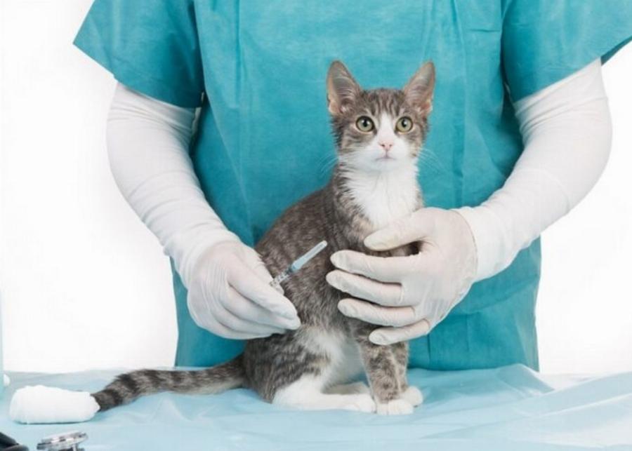 Προληπτική φροντίδα για γάτες: Ένας εγκεκριμένος από τον κτηνίατρο οδηγός περίθαλψης