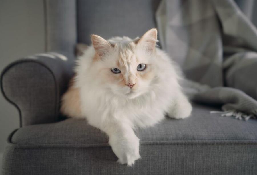 Τι σκέφτονται οι γάτες; Κατανοώντας το μυαλό της γάτας- Χρήσιμες πληροφορίες