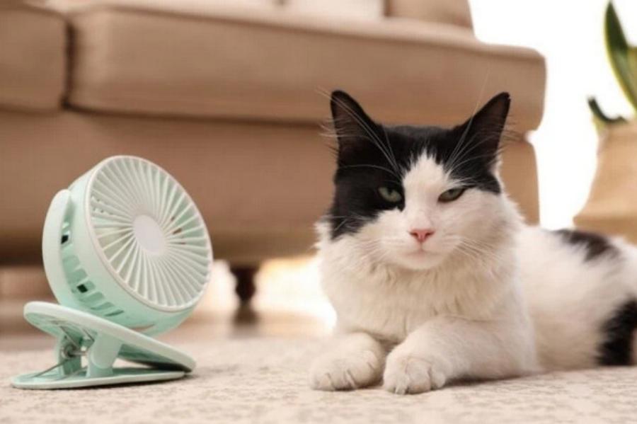Στις γάτες αρέσουν οι ανεμιστήρες; Εγκεκριμένες από κτηνίατρο πληροφορίες