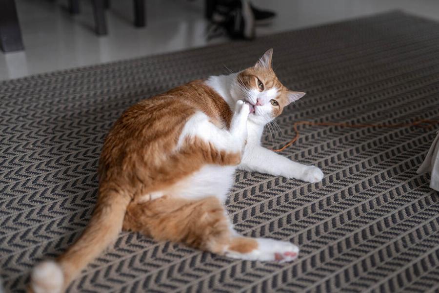 Στις γάτες αρέσουν οι ανεμιστήρες; Εγκεκριμένες από κτηνίατρο πληροφορίες