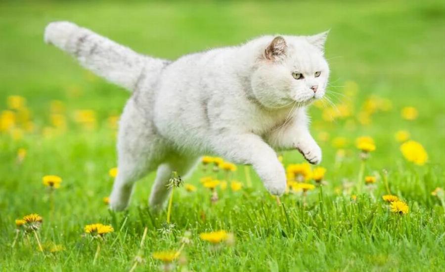 Μπορούν οι γάτες να φάνε πικραλίδες; Εγκεκριμένες από κτηνίατρο πληροφορίες & Συχνές ερωτήσεις