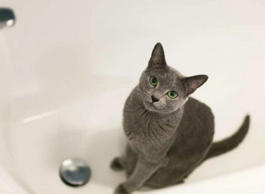 Πώς ένας επαγγελματίας groomer κάνει μπάνιο τις γάτες; – Οδηγός βήμα προς βήμα