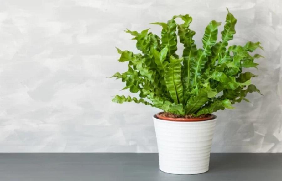 21 φυτά που είναι ασφαλή για τις γάτες και μπορείτε να τα έχετε στο σπίτι σας