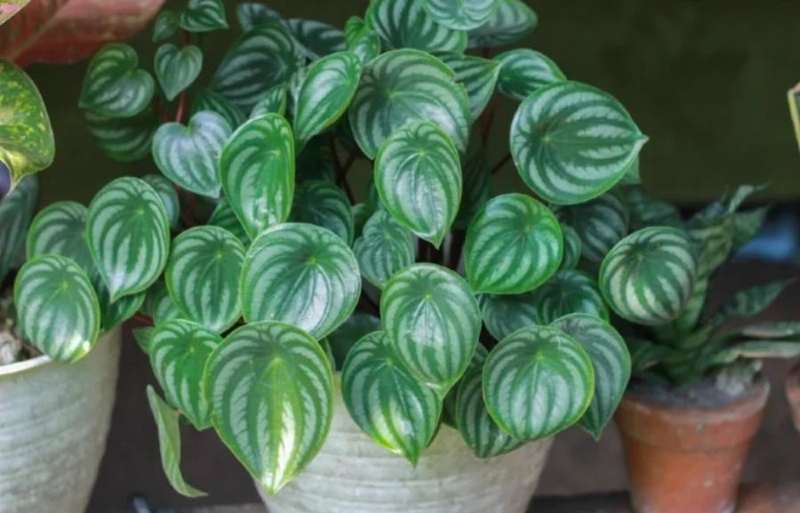 21 φυτά που είναι ασφαλή για τις γάτες και μπορείτε να τα έχετε στο σπίτι σας