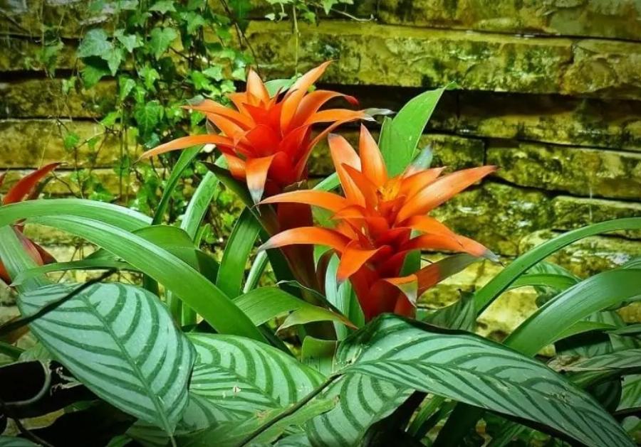 21 φυτά που είναι ασφαλή για τις γάτες και μπορείτε να τα έχετε στο σπίτι σας