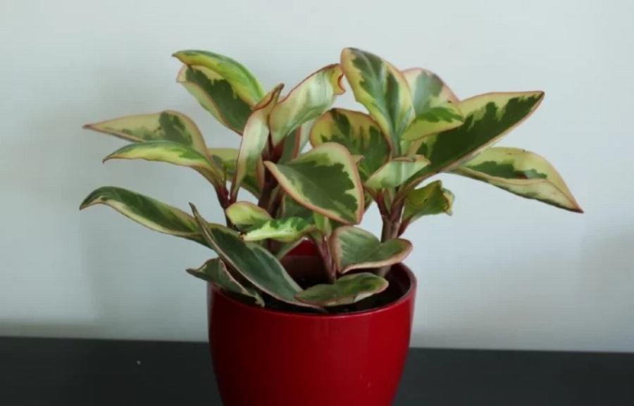 21 φυτά που είναι ασφαλή για τις γάτες και μπορείτε να τα έχετε στο σπίτι σας