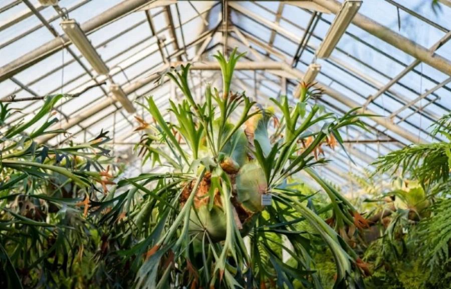 21 φυτά που είναι ασφαλή για τις γάτες και μπορείτε να τα έχετε στο σπίτι σας