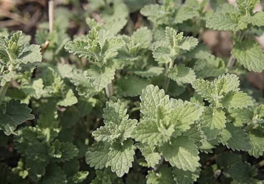21 φυτά που είναι ασφαλή για τις γάτες και μπορείτε να τα έχετε στο σπίτι σας
