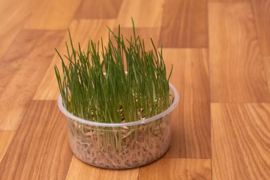 21 φυτά που είναι ασφαλή για τις γάτες και μπορείτε να τα έχετε στο σπίτι σας