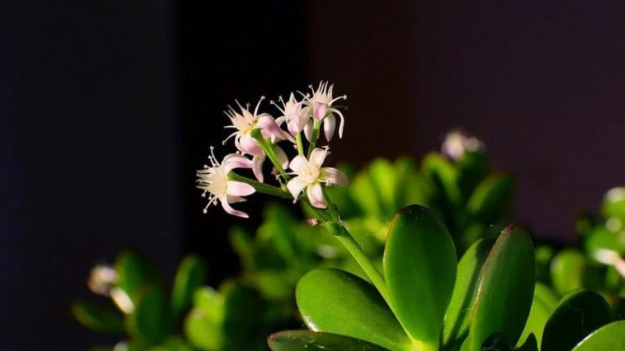 21 φυτά που είναι ασφαλή για τις γάτες και μπορείτε να τα έχετε στο σπίτι σας