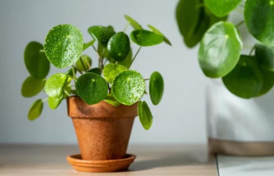 21 φυτά που είναι ασφαλή για τις γάτες και μπορείτε να τα έχετε στο σπίτι σας