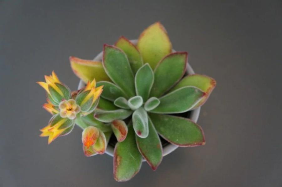 21 φυτά που είναι ασφαλή για τις γάτες και μπορείτε να τα έχετε στο σπίτι σας