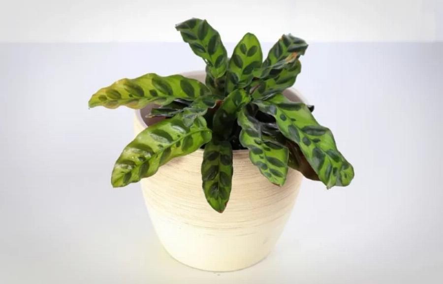 21 φυτά που είναι ασφαλή για τις γάτες και μπορείτε να τα έχετε στο σπίτι σας