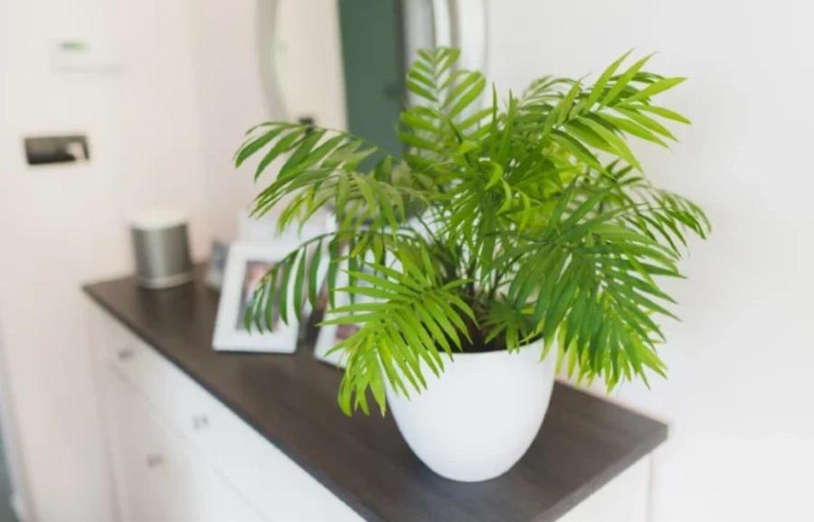 21 φυτά που είναι ασφαλή για τις γάτες και μπορείτε να τα έχετε στο σπίτι σας