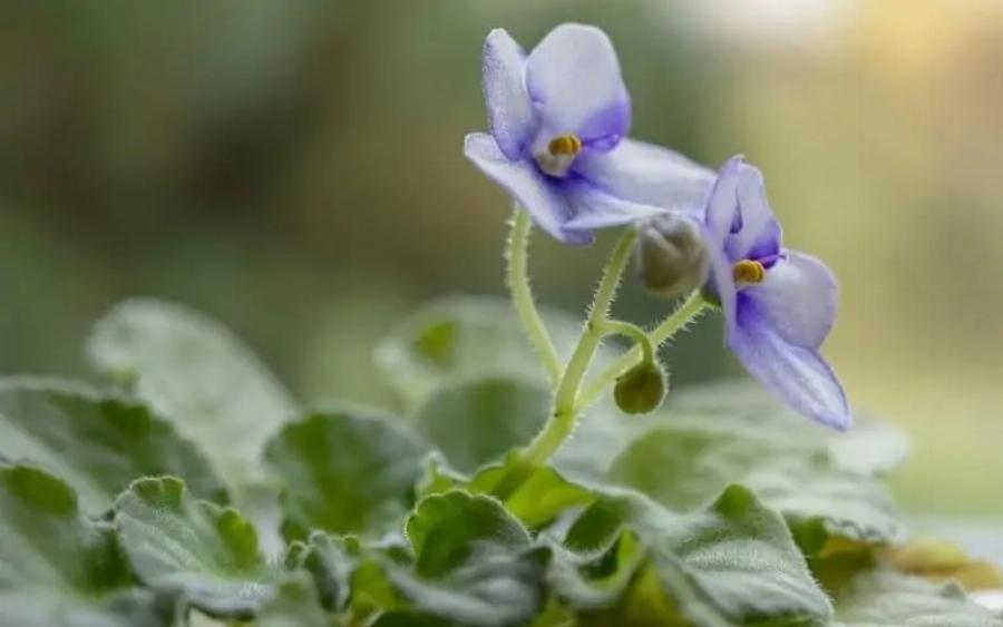21 φυτά που είναι ασφαλή για τις γάτες και μπορείτε να τα έχετε στο σπίτι σας