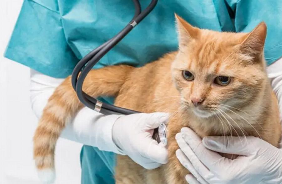 Έλεγχος υγείας γάτας: 8 λόγοι για να επισκέπτεστε τον κτηνίατρο τακτικά
