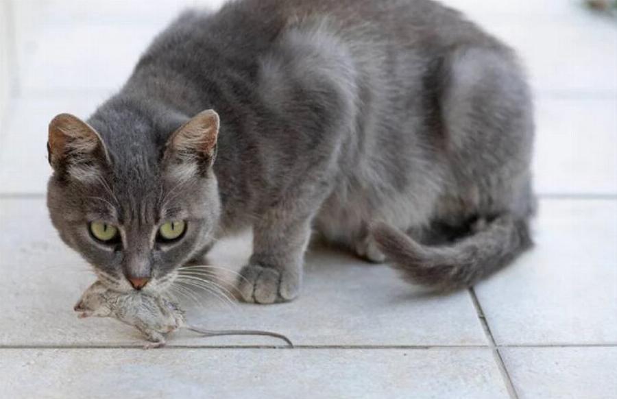 Συμπεριφορά γάτας: Γιατί οι γάτες σας φέρνουν ποντίκια; – Εξήγηση κτηνιάτρου