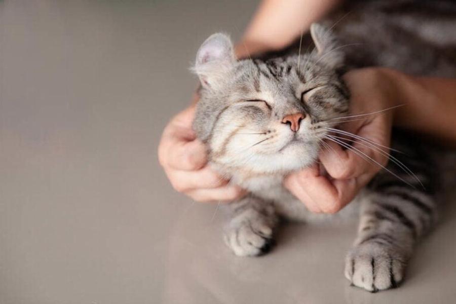 Τι αρέσει στις γάτες; 10 ιδέες για να τις κάνετε ευτυχισμένες