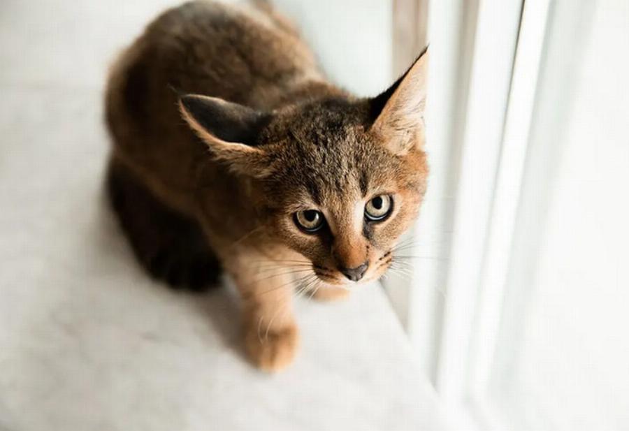 10 Φυλές γατών με τρίχωμα στα αυτιά (με εικόνες)