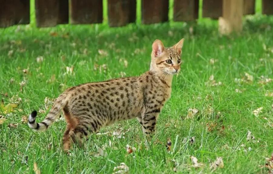 10 Φυλές γατών με τρίχωμα στα αυτιά (με εικόνες)