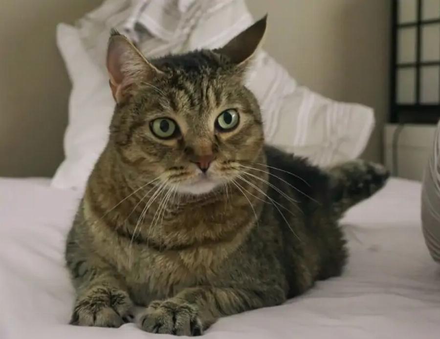 10 Φυλές γατών με τρίχωμα στα αυτιά (με εικόνες)