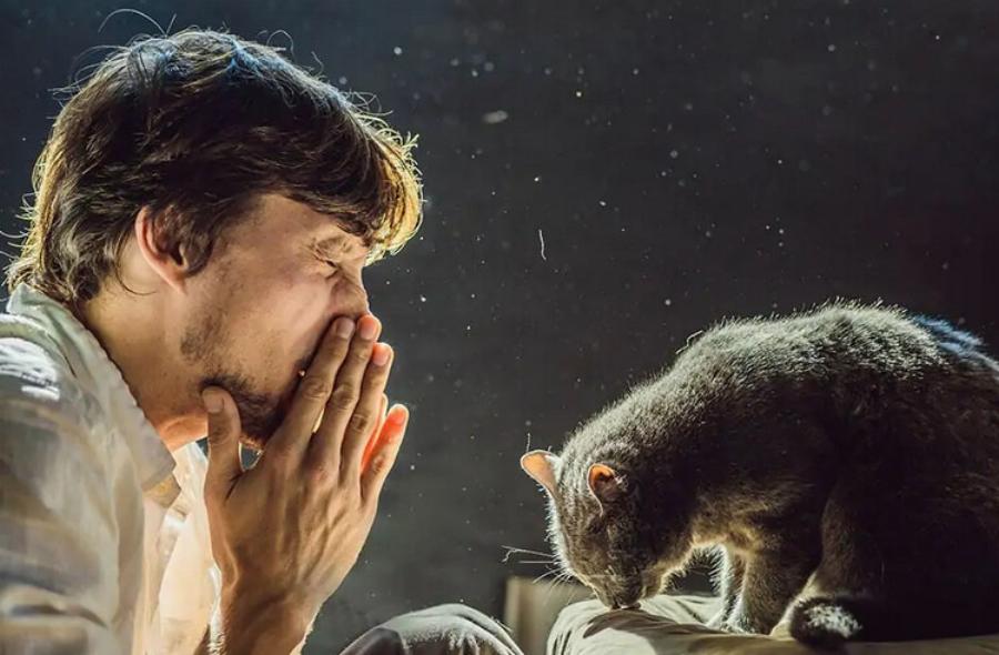 Μπορείτε να είστε αλλεργικοί σε ορισμένες γάτες αλλά όχι σε άλλες; Πληροφορίες & συμβουλές φροντίδας