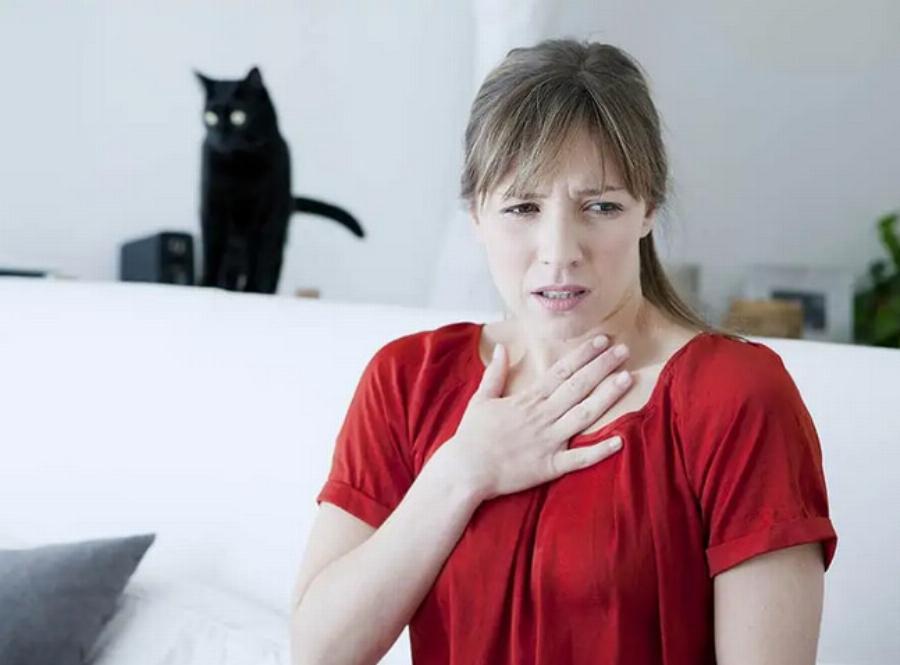 Μπορείτε να είστε αλλεργικοί σε ορισμένες γάτες αλλά όχι σε άλλες; Πληροφορίες & συμβουλές φροντίδας