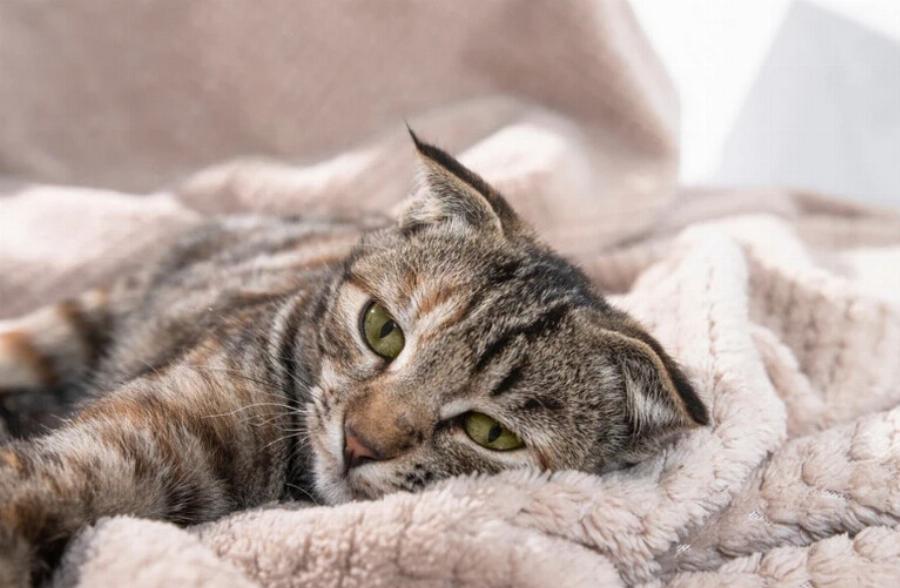 Μπορούν οι γάτες να αισθανθούν πότε πεθαίνει μια άλλη γάτα; Εξηγήσεις για τη συμπεριφορά των αιλουροειδών