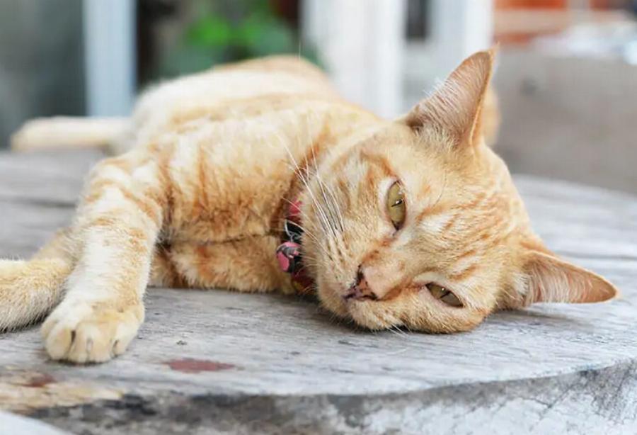 Μπορούν οι γάτες να αισθανθούν πότε πεθαίνει μια άλλη γάτα; Εξηγήσεις για τη συμπεριφορά των αιλουροειδών