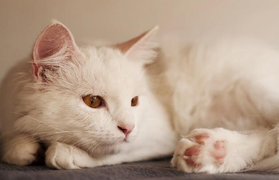 Μπορούν οι γάτες να αισθανθούν πότε πεθαίνει μια άλλη γάτα; Εξηγήσεις για τη συμπεριφορά των αιλουροειδών