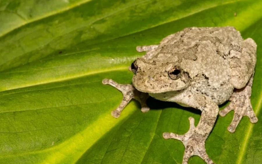 Είναι δηλητηριώδεις οι γκρίζοι δενδροβάτραχοι για τους ανθρώπους, τους σκύλους ή τις γάτες; Κίνδυνοι & Συχνές ερωτήσεις