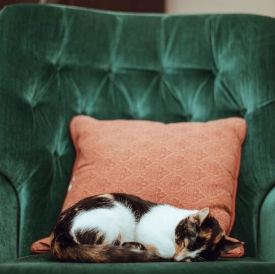 Πόσο καιρό ζουν οι οικόσιτες γάτες; -Διάρκεια ζωής και κύκλος ζωής της γάτας