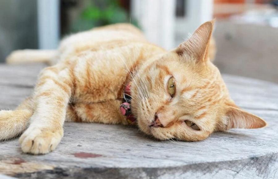 Εντερική απόφραξη στις γάτες: Αιτίες & Θεραπεία